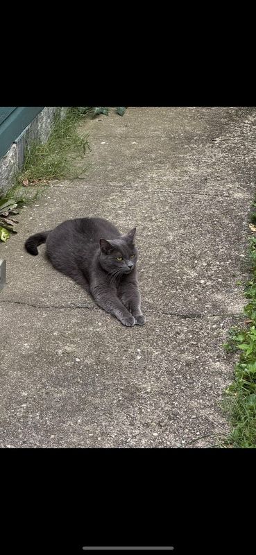 Lost Cat in Dayton, Ohio — Search for missing cat in South Park