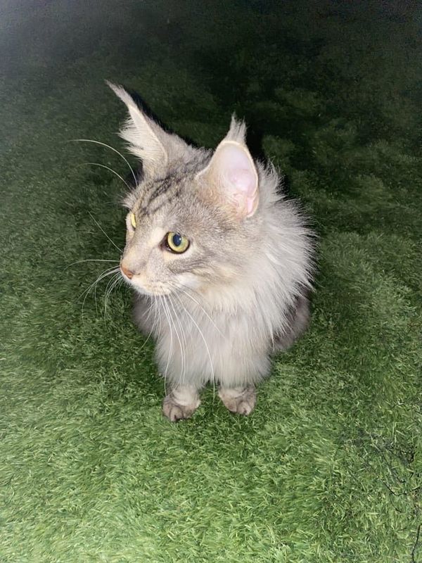 Lost Cat in San Diego, California — listing photo
