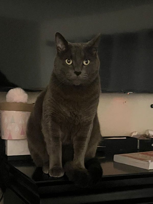 Lost Cat in Anaheim, California — listing photo