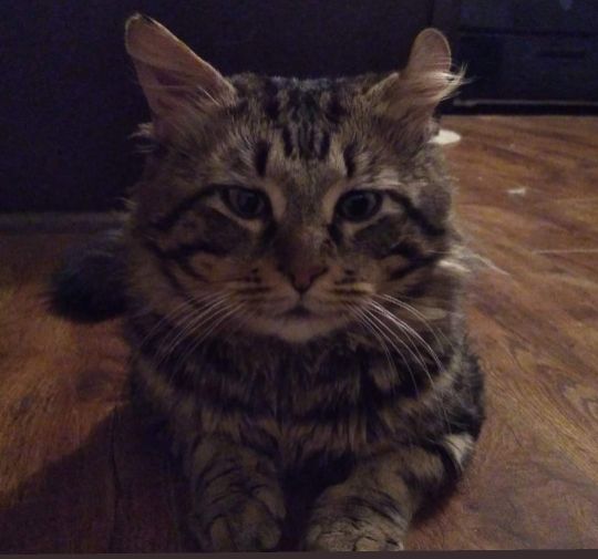Lost Cat in North Highlands — listing photo