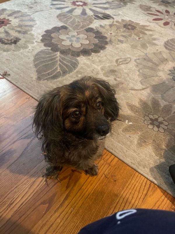 Lost Dog in Jackson, Mississippi — listing photo