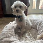 Lost Dog in Philadelphia, Pennsylvania — Help find lost dog near 26th and Tasker