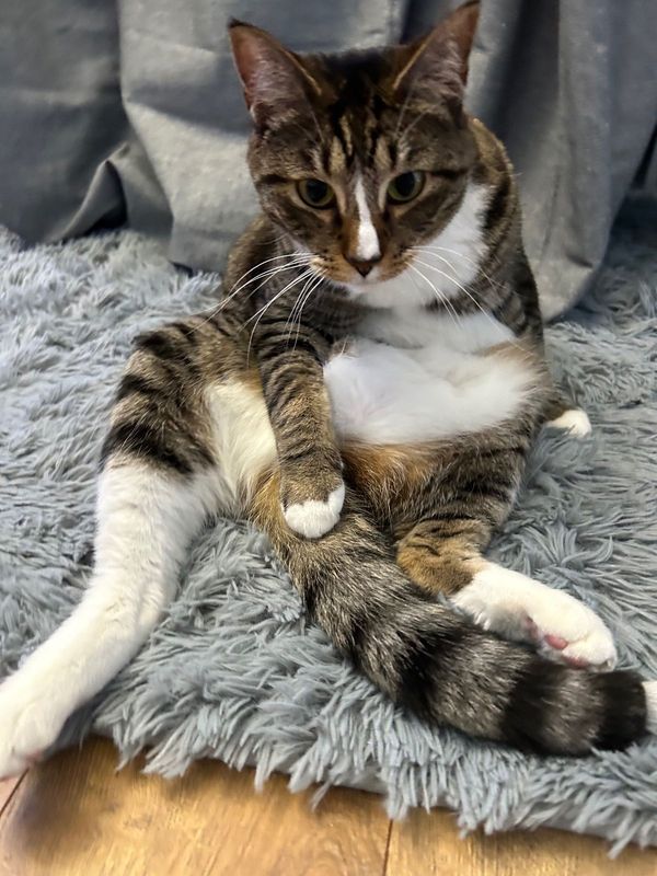 Lost Cat in Mukilteo — listing photo