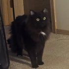 Lost Cat in Spokane, Washington — listing photo