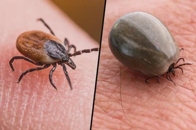 Found Dog in Wichita, Kansas — Friendly Reminder to Check your fur babies for nasty TICKS