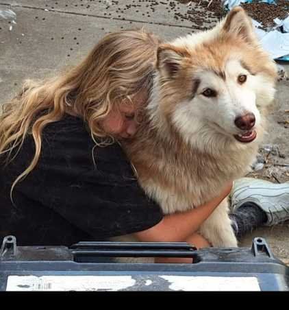 Lost Dog in Lemon Grove — listing photo