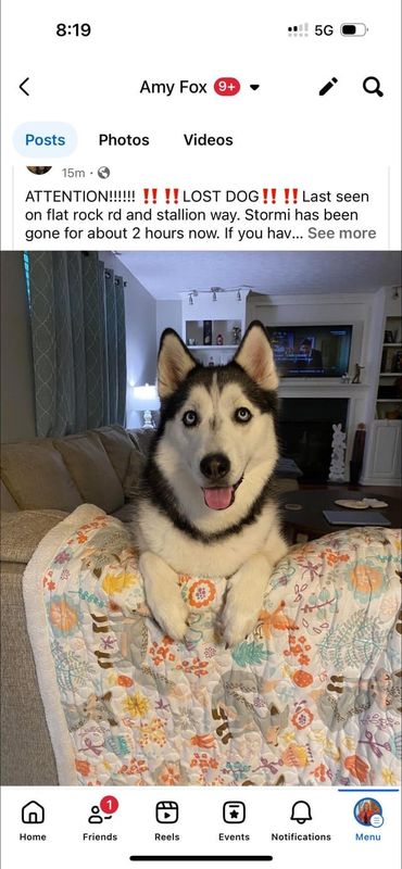 Lost Dog in Louisville, Kentucky — listing photo