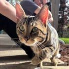 Lost Cat in Portland, Oregon — listing photo