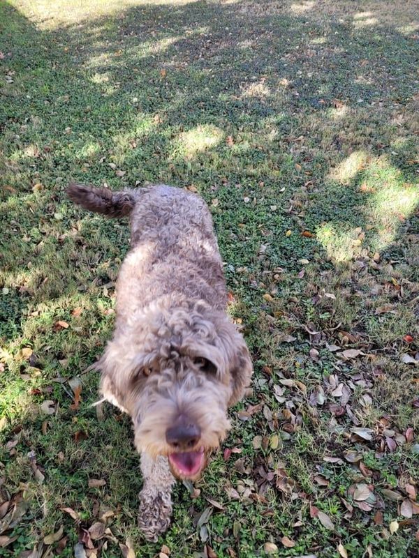 Found Dog in Fort Worth, Texas — listing photo