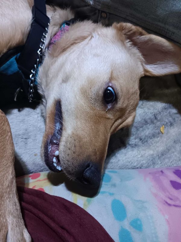 Lost Dog in Winlock — listing photo