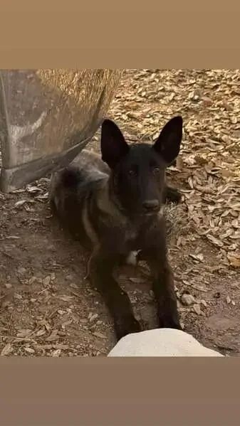 Found Dog in Chandler, Arizona — listing photo