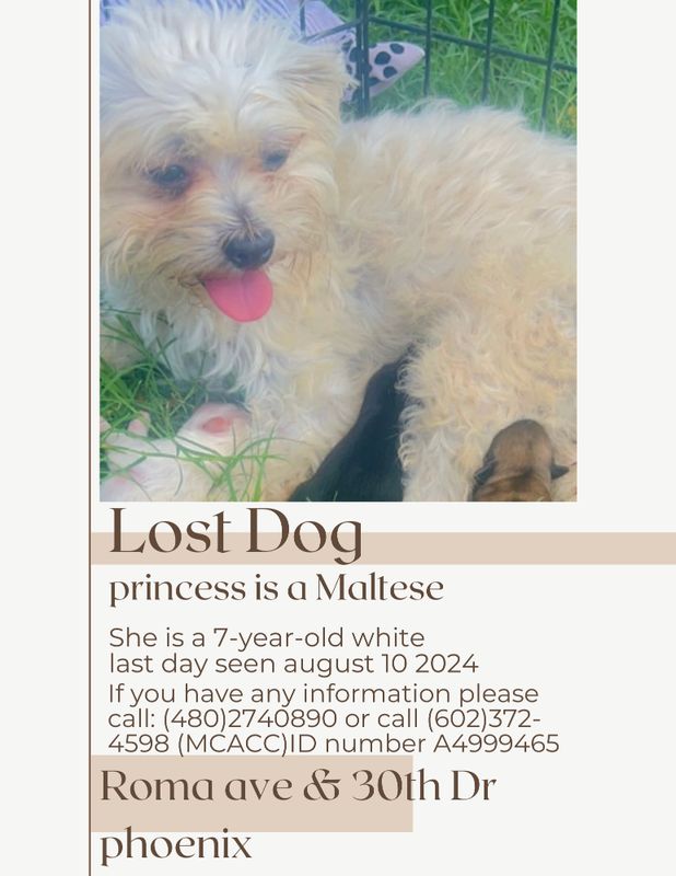 Lost Dog in Phoenix, Arizona — listing photo