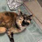 Lost Cat in San Diego, California — listing photo