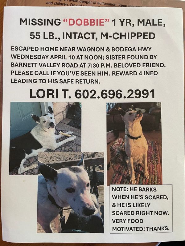 Lost Dog in Sebastopol — listing photo