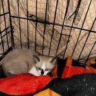 Lost Dog in Fort Worth, Texas — listing photo