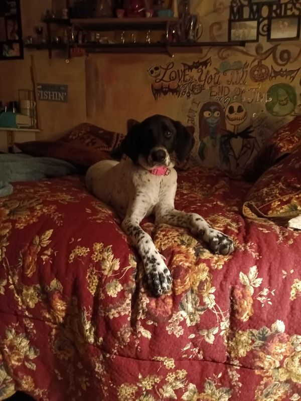 Lost Dog in Dawsonville — listing photo
