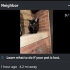 Lost Cat in Chicago, Illinois — Black cat found! Maybe Pumpkin?