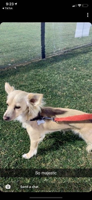 Lost Dog in Phoenix, Arizona — listing photo