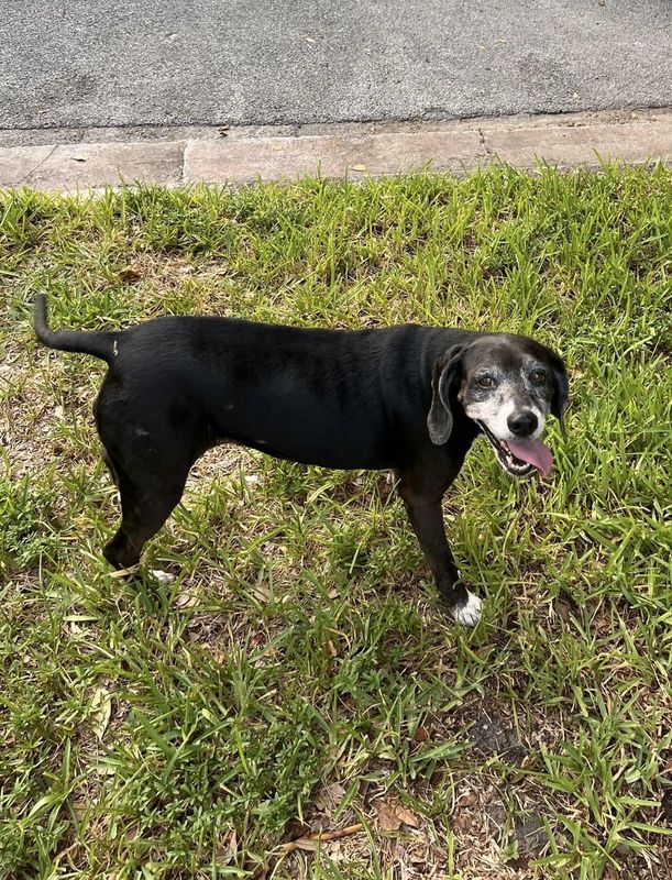 Lost Dog in Miami, Florida — Coral Gables - Lost Senior Dog (female)