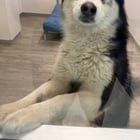 Found Dog in Washington, District of Columbia — Two dogs found in NoMA