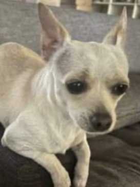 Lost Dog in Phoenix, Arizona — listing photo