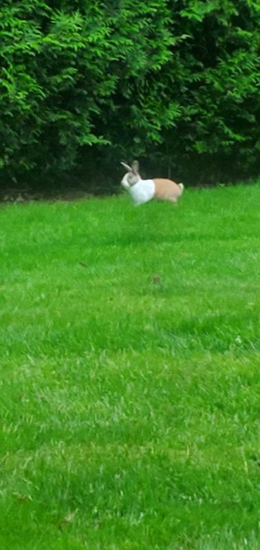 Found Pet in Kirkland, Washington — listing photo
