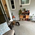 Lost Dog in Sacramento, California — listing photo