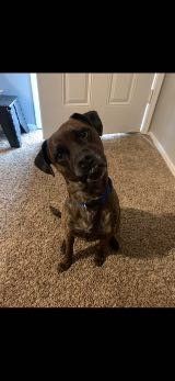 Lost Dog in Oklahoma City, Oklahoma — listing photo