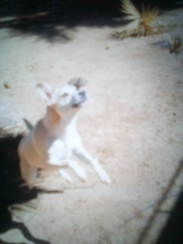 Lost Dog in Hesperia, California — listing photo