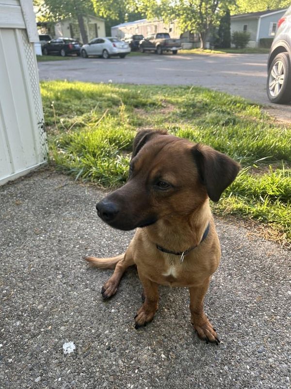 Found Dog in Louisville, Kentucky — listing photo