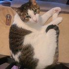 Lost Cat in Plano, Texas — listing photo