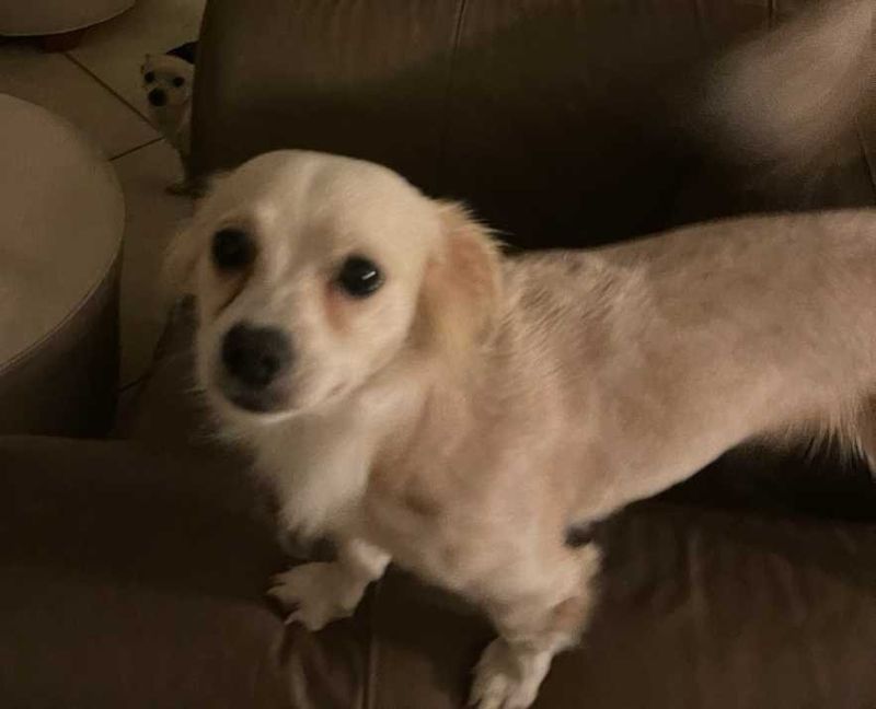 Lost Dog in Florida parkway — listing photo