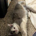 Found Dog in Phoenix, Arizona — Are there any rescues in the Phoenix area accepting intakes?