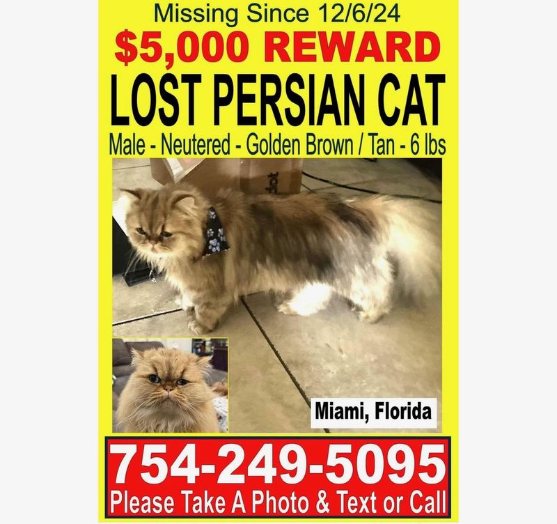 Lost Pet in Miami, Florida — listing photo