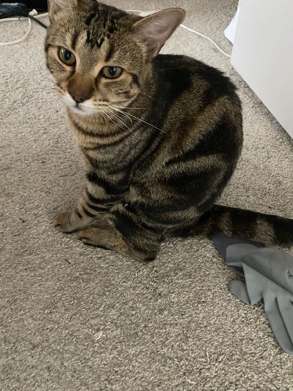 Lost Cat in Oklahoma City, Oklahoma — listing photo