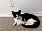 Found Cat in Austin, Texas — listing photo