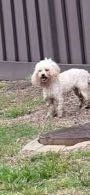 Lost Dog in Fresno, California — listing photo