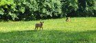 Lost Dog in Dayton, Ohio — listing photo