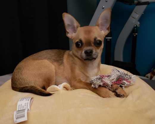 Lost Dog in La Conner — listing photo