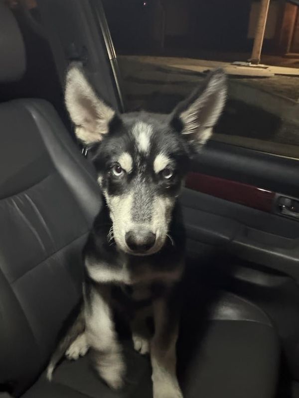 Found Dog in San Jose, California — listing photo