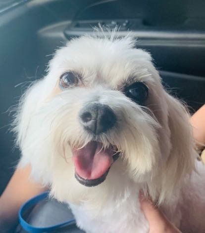 Lost Dog in Parker, Colorado — listing photo