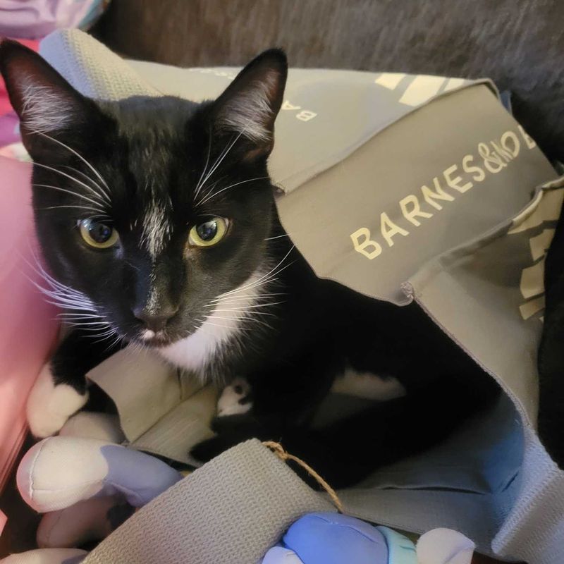 Lost Cat in Clifton, New Jersey — listing photo