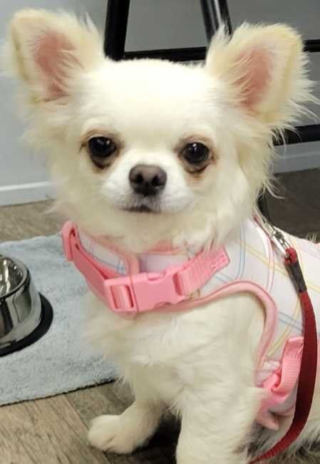 Lost Dog in Tifton — listing photo