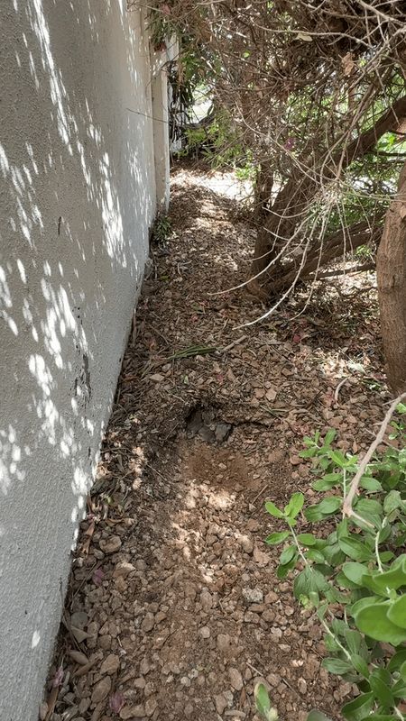 Found Dog in Phoenix, Arizona — Baby bunnies in my yard