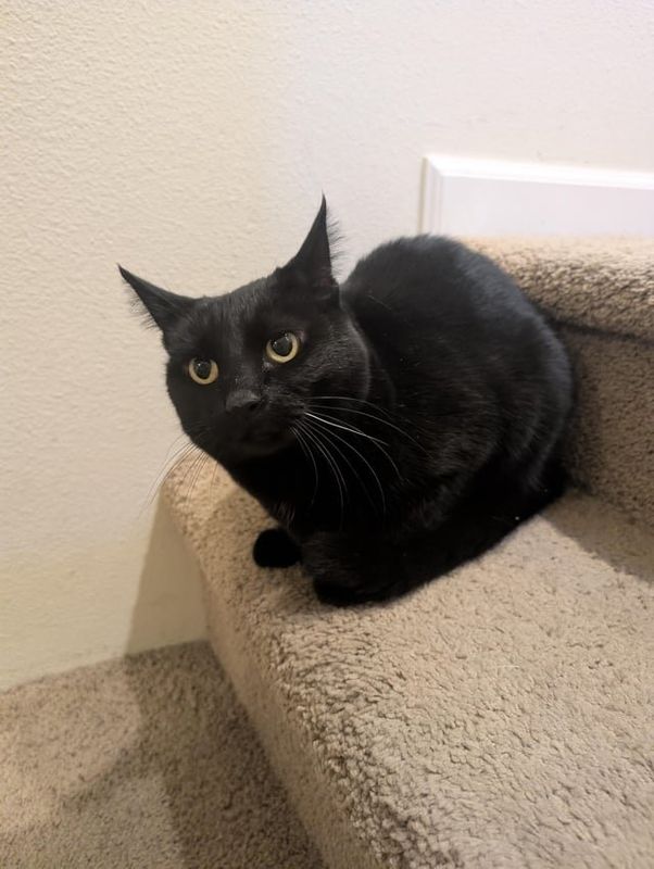 Found Cat in Seattle, Washington — listing photo