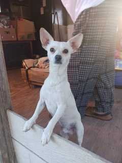 Lost Dog in Universal City — listing photo