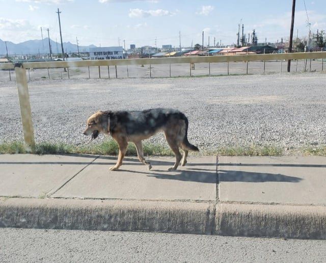 Lost Dog in El Paso, Texas — listing photo