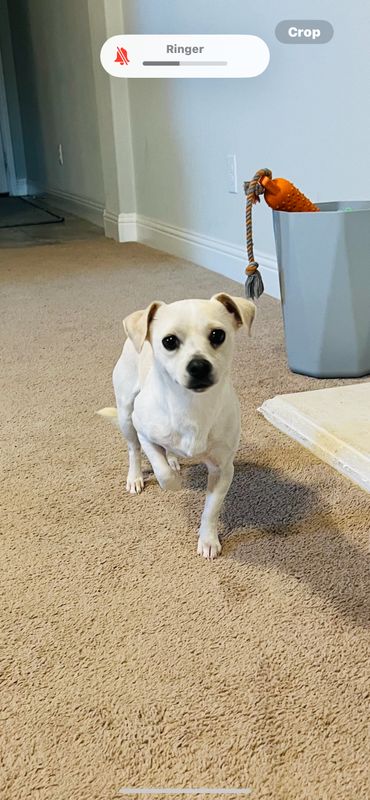 Found Dog in Forest Hill — listing photo