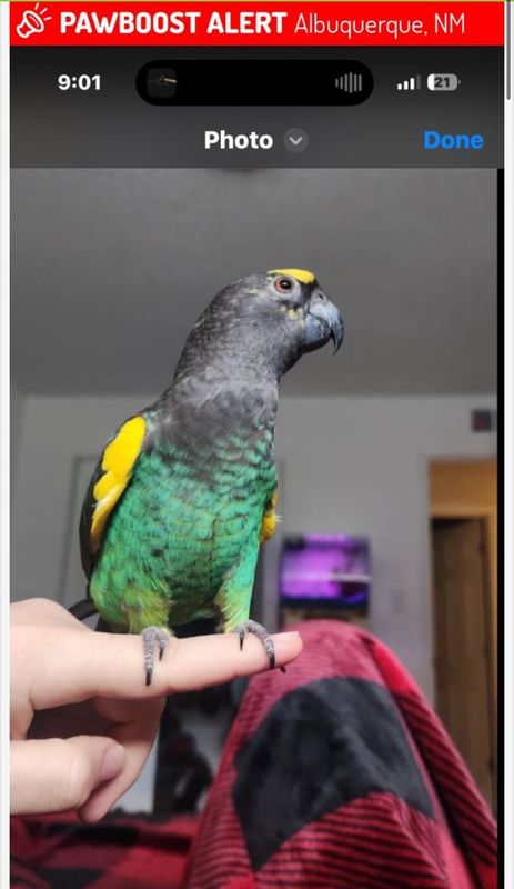 Lost Pet in Albuquerque, New Mexico — listing photo