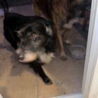 Lost Dog in Nashville, Tennessee — listing photo